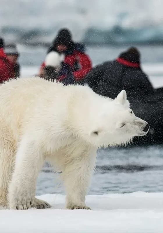 Svalbard Arctic wildlife adventure